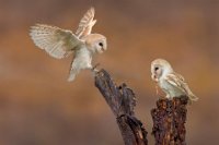 424 - BARNOWLS - PLOVIE KEVIN - belgium